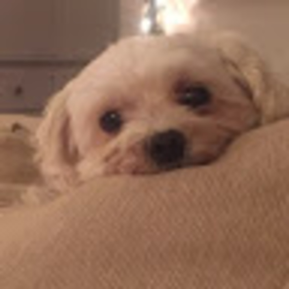 Meet your Posher, Holly